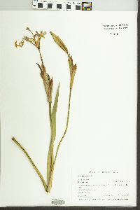 Iris shrevei image