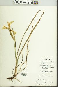 Iris chrysophylla image