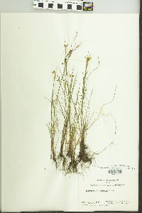 Sisyrinchium campestre image