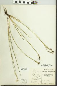 Sisyrinchium sarmentosum image