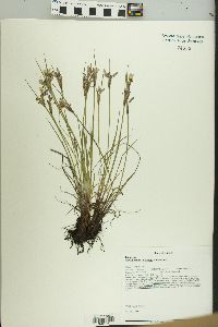 Sisyrinchium albidum image