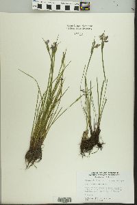 Sisyrinchium albidum image