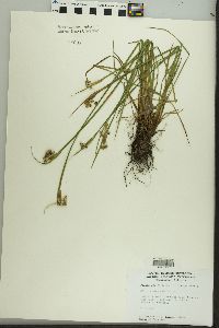 Sisyrinchium albidum image