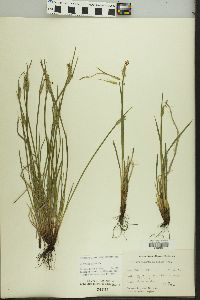 Sisyrinchium albidum image