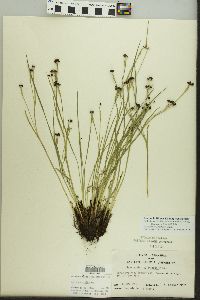 Sisyrinchium atlanticum image