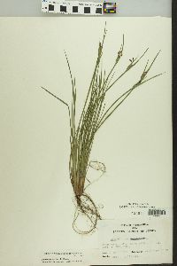 Sisyrinchium campestre image