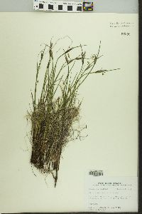 Sisyrinchium mucronatum image