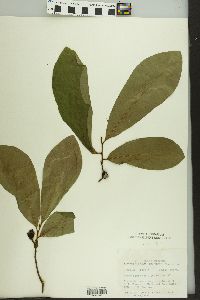 Asimina parviflora image