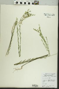 Linum sulcatum image