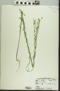 Linum sulcatum image