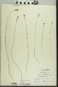 Linum sulcatum image