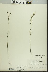 Linum sulcatum image