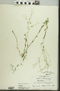 Linum virginianum image