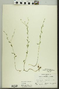 Linum virginianum image