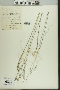 Linum arenicola image