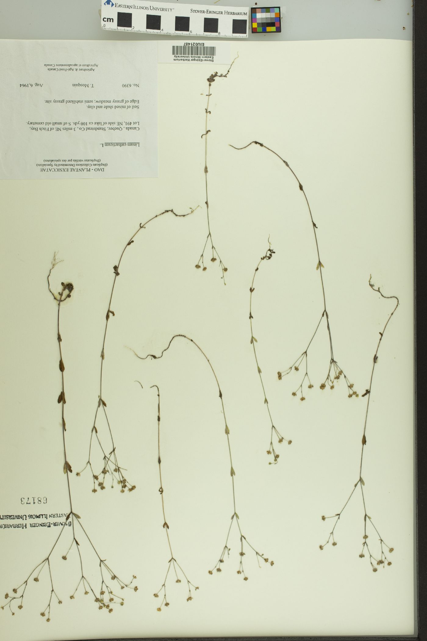 Linum catharticum image