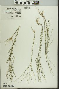 Linum medium var. texanum image