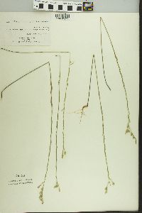 Linum sulcatum image