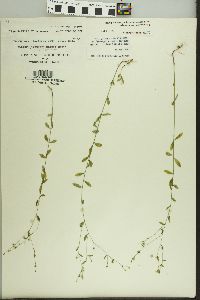 Linum virginianum image