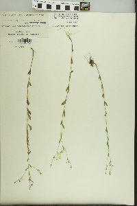 Linum virginianum image