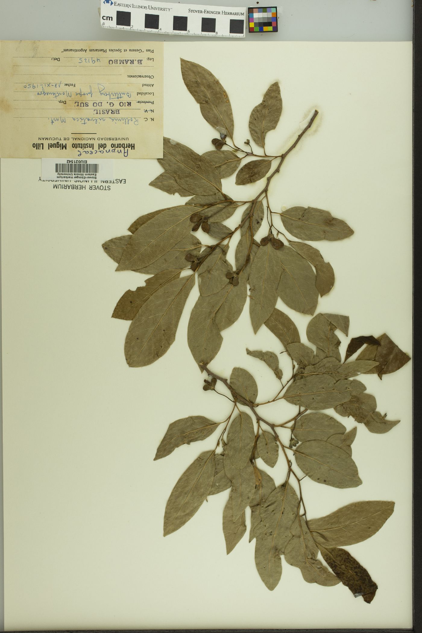 Rollinia silvatica image
