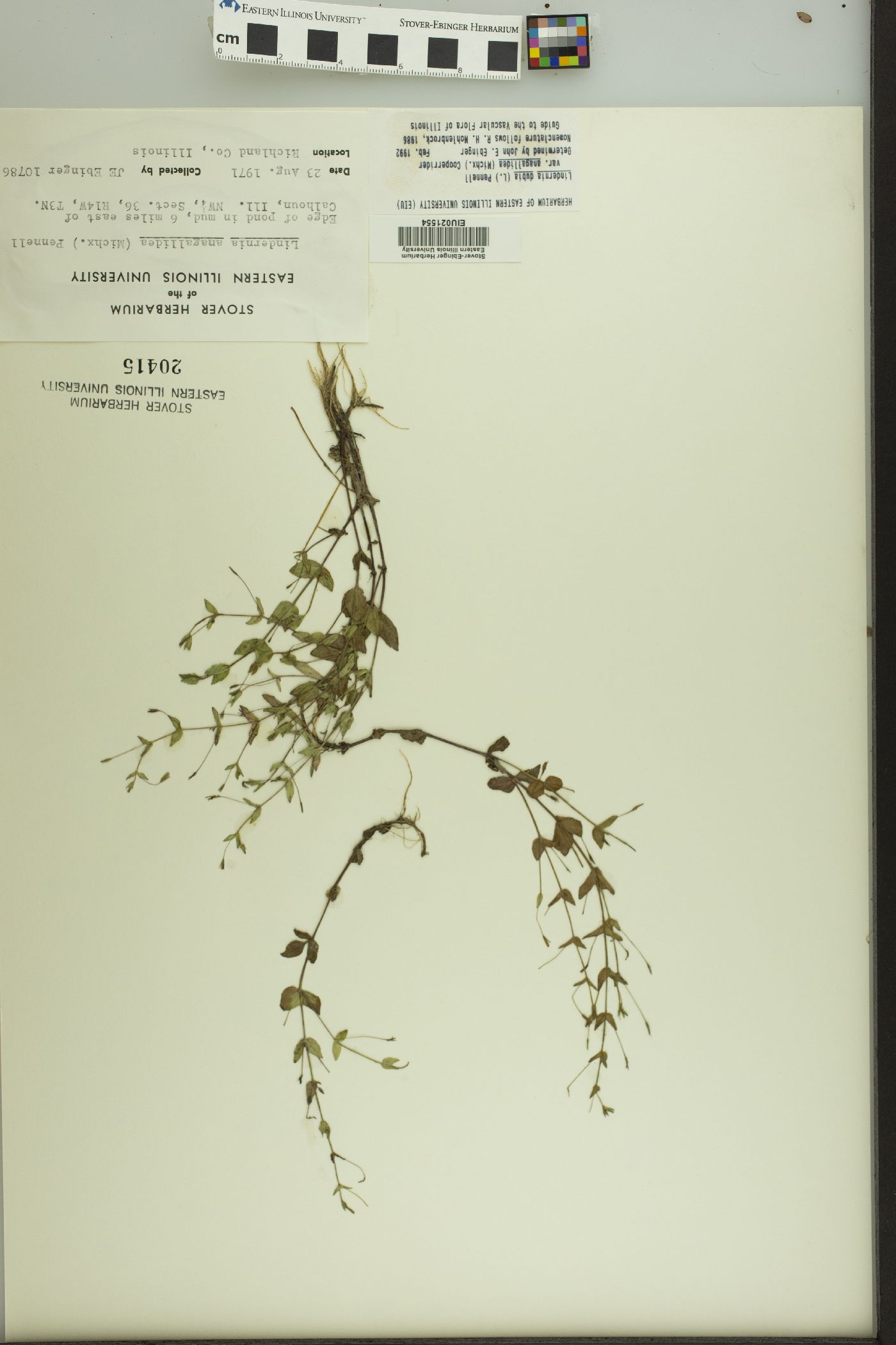 Lindernia anagallis image