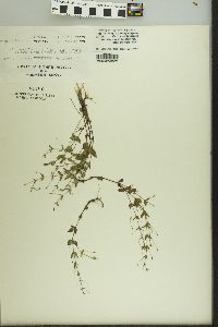 Lindernia anagallis image
