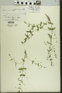 Lindernia dubia var. anagallidea image