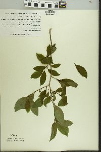 Ilex laevigata image