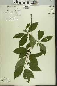 Ilex laevigata image