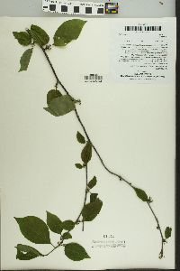 Ilex montana image