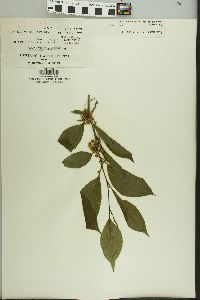 Ilex montana image