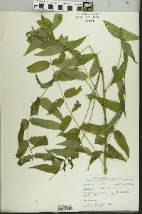 Ailanthus altissima image