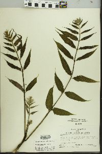 Ailanthus altissima image