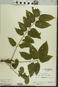 Ailanthus altissima image