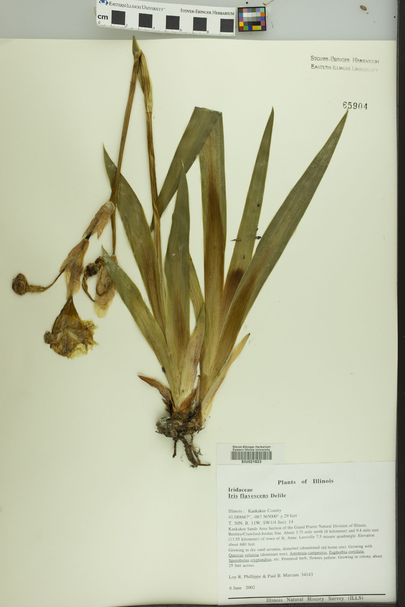 Iris flavescens image