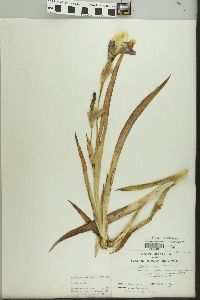 Iris flavescens image