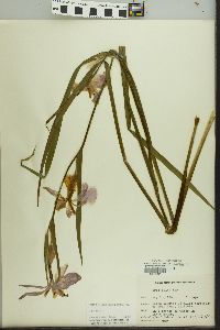 Iris fulva image