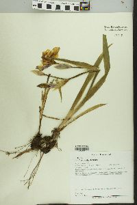 Iris germanica image