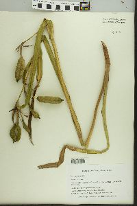 Iris pseudacorus image