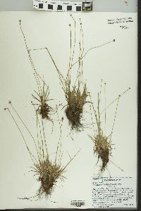 Lachnocaulon anceps image