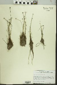 Eriocaulon aquaticum image