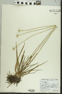 Eriocaulon decangulare image