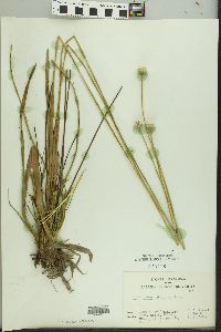 Eriocaulon decangulare image