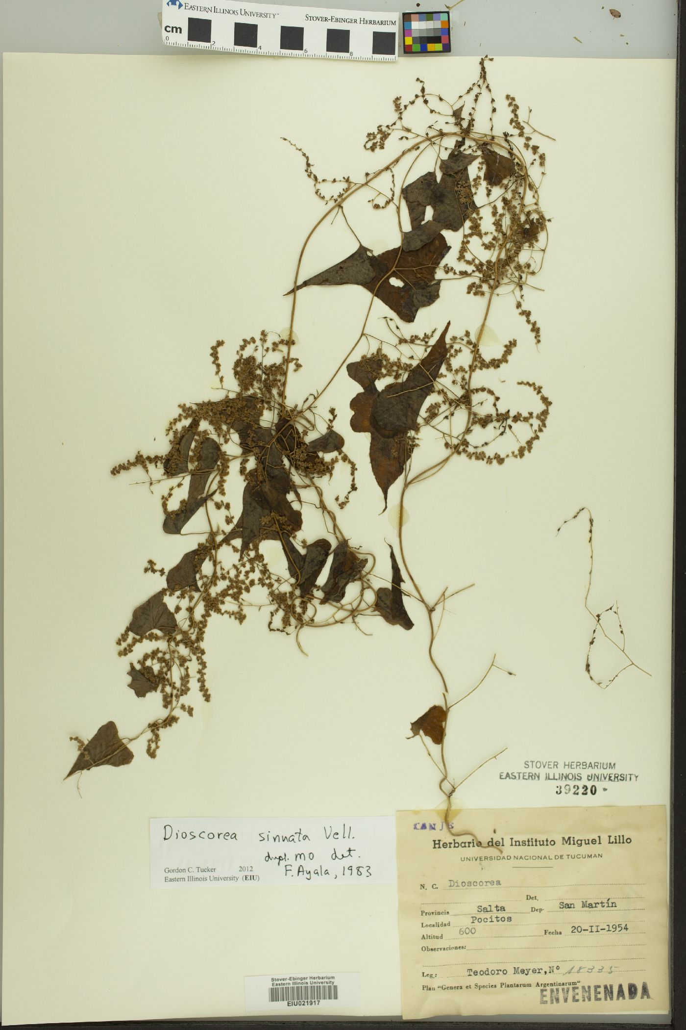 Dioscorea sinuata image