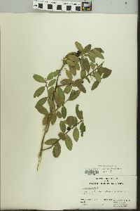 Ilex vomitoria image