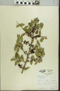 Ilex vomitoria image