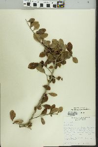 Ilex vomitoria image