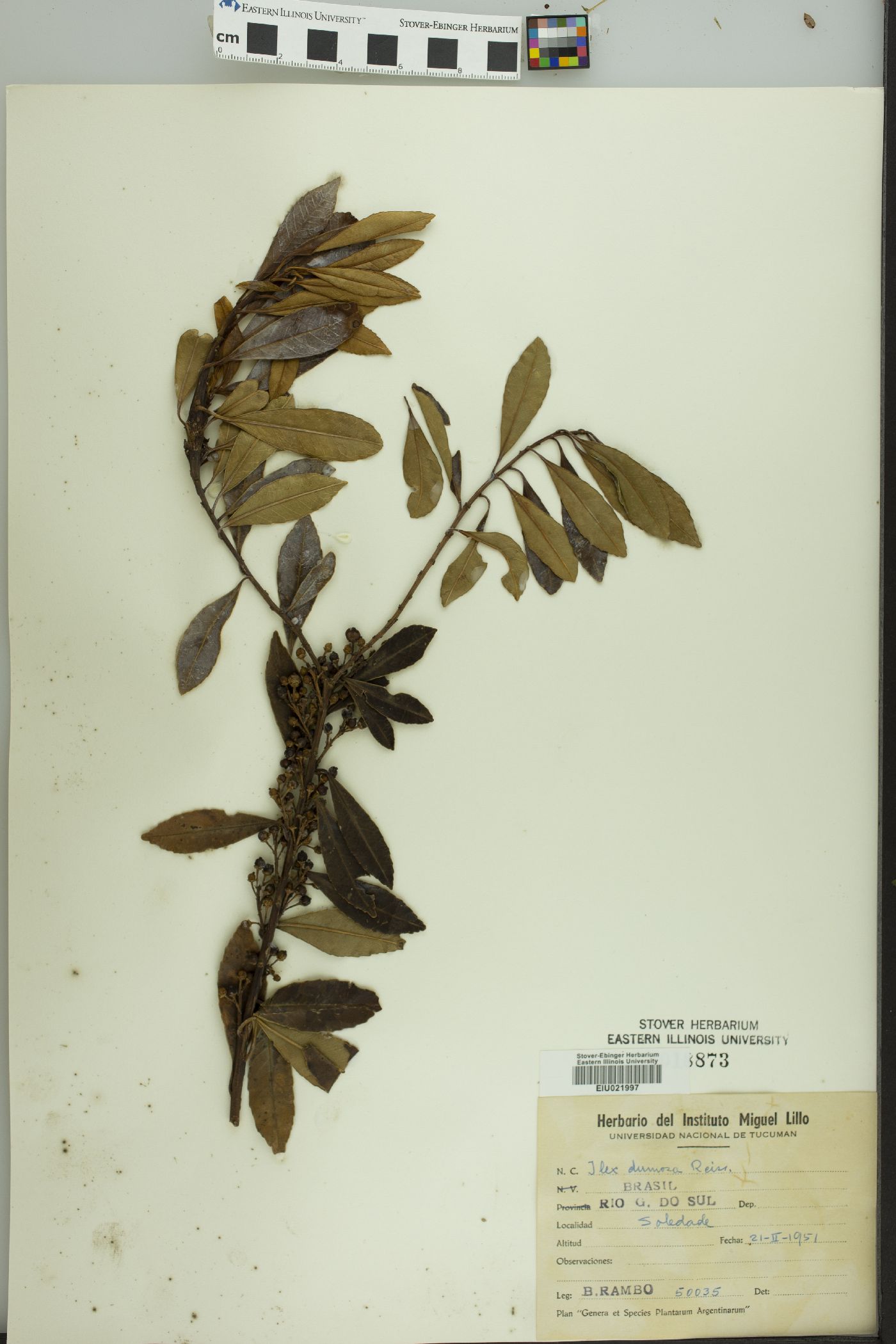 Ilex dumosa image