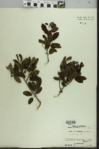 Ilex mucronata image